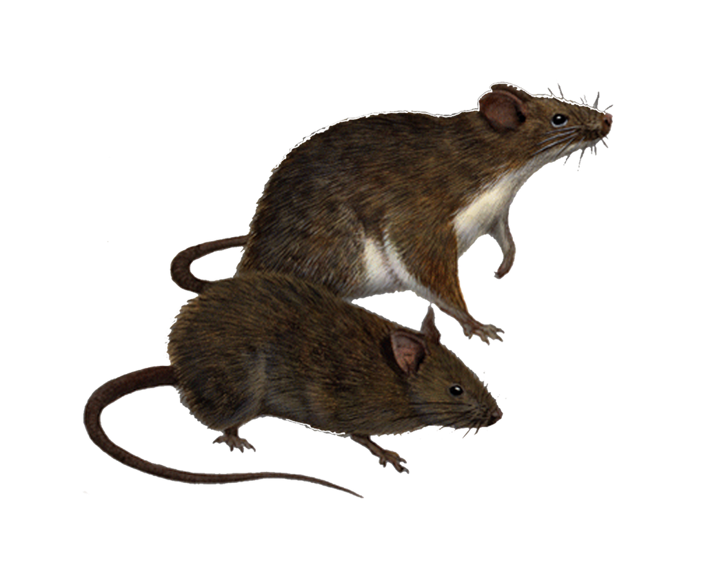Png Rats 5
