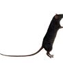 Png Rat 6