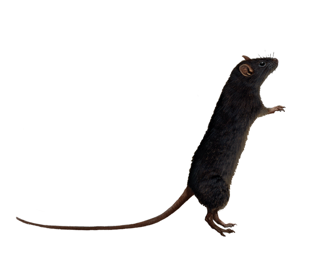 Png Rat 6
