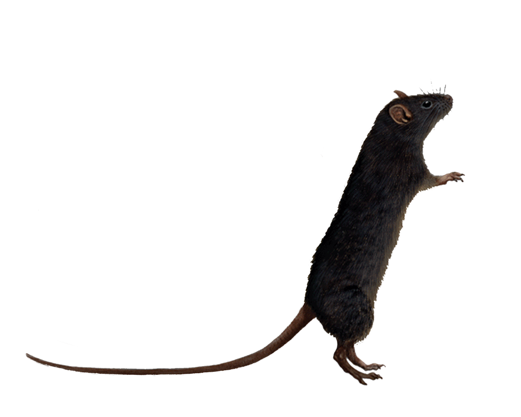 Png Rat 6