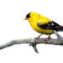 Bird Png 22