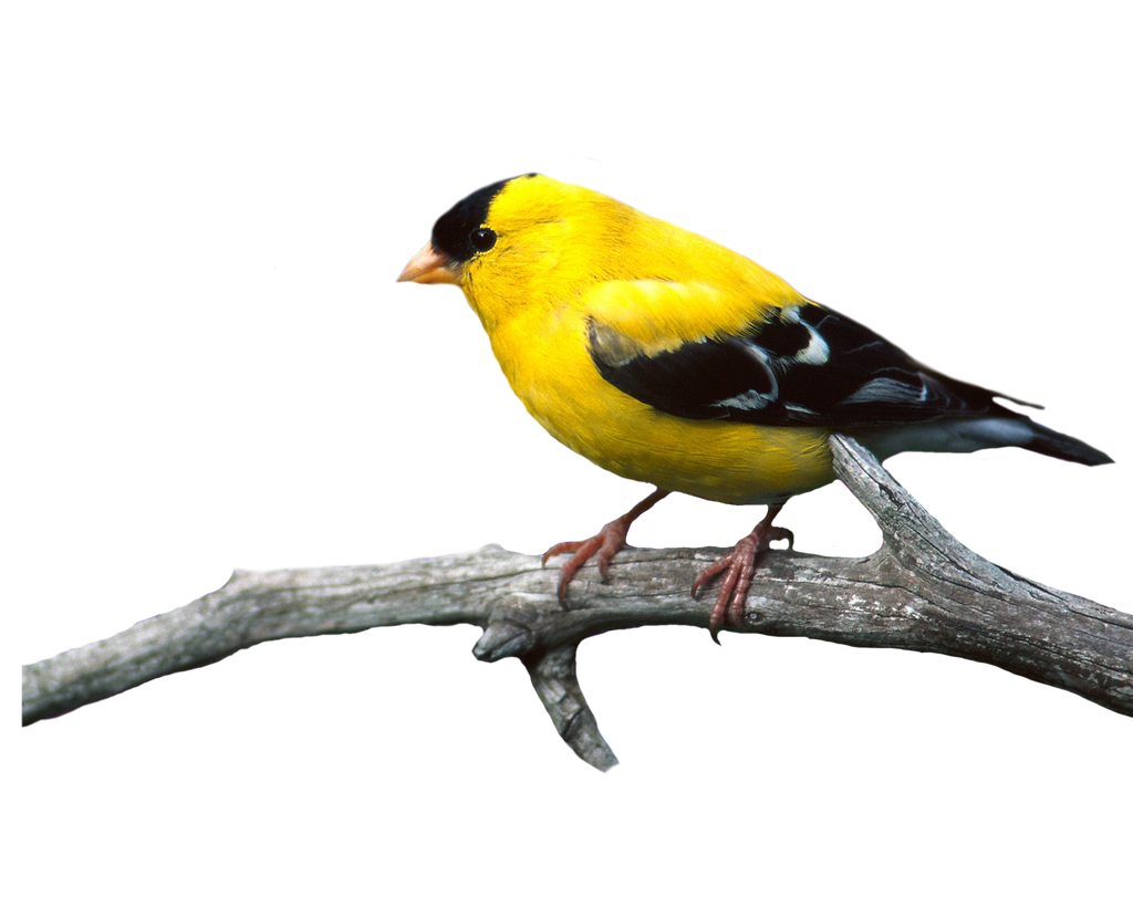 Bird Png 22