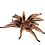 Png Spider