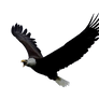 Png Eagle