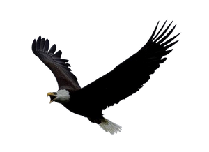 Png Eagle