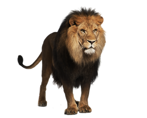 Pre-cut Lion 2