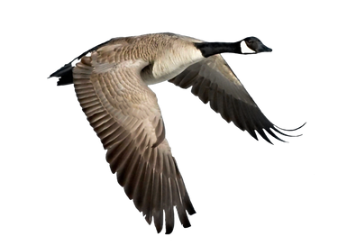 Png Goose