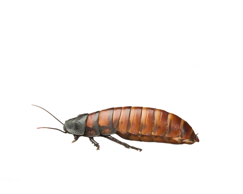 Png Insect