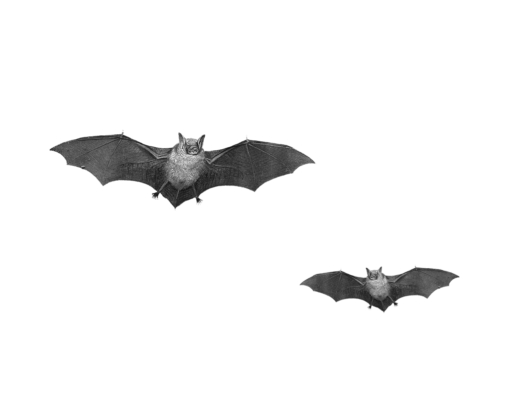 Png Bats