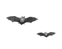 Png Bats