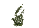 Png Plant 2