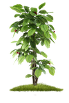 Small Fruit Tree