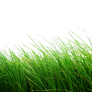 Png Grass