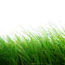 Png Grass