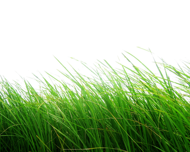 Png Grass