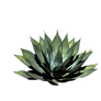 Png Plant