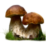 Mushroom Png