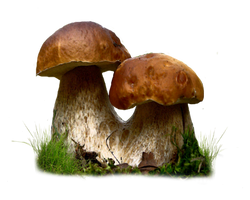 Mushroom Png