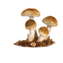 Mushroom Png 5