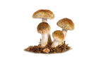 Mushroom Png 5