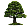 Png Tree 4r