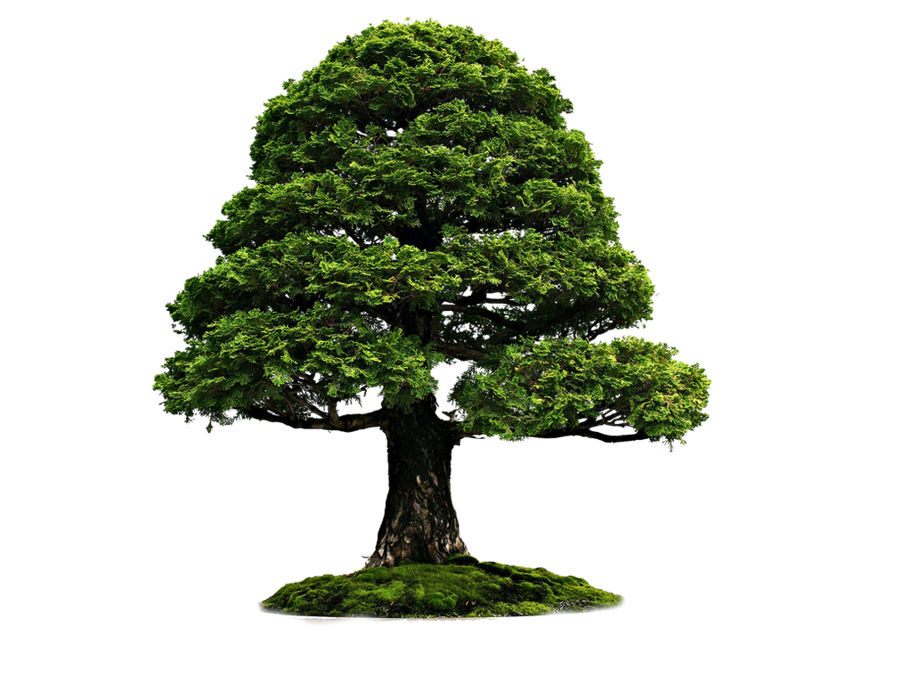 Png Tree 4r