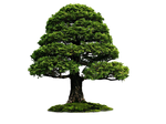 Png Tree 4r