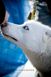 Husky Curiosity