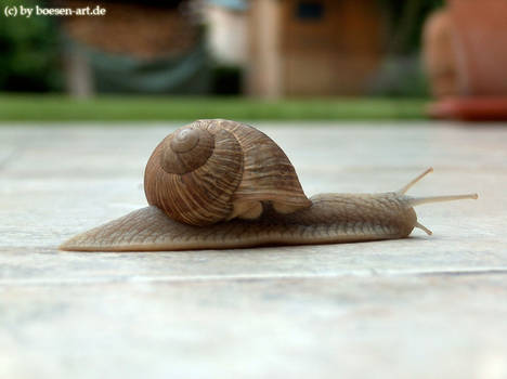 Snail on terrace