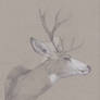 Muledeer 05