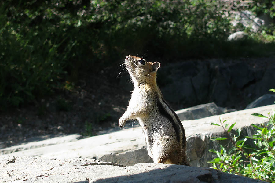 Chipmunk Dance