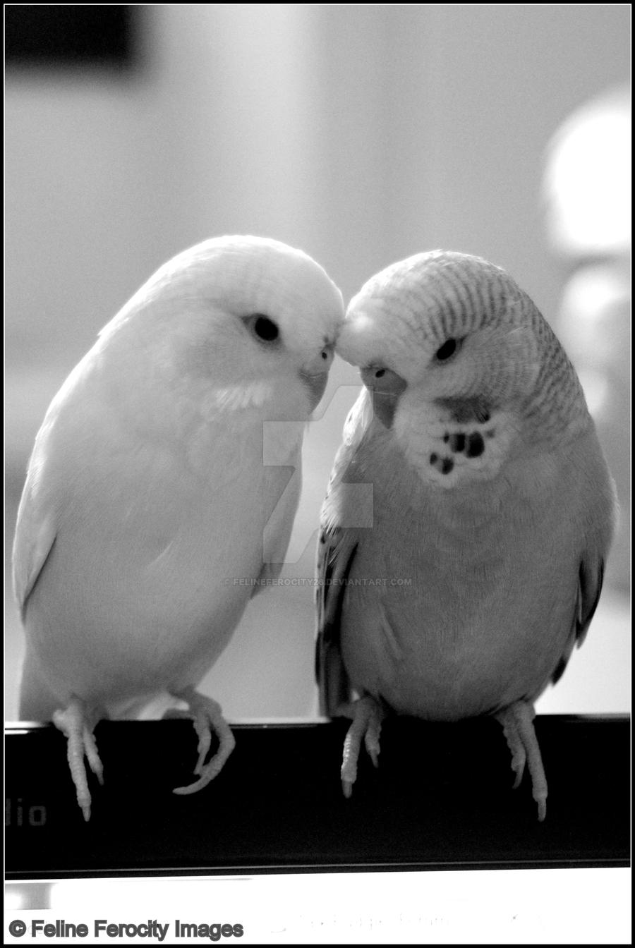 My Fids: Loki and Freki bonding