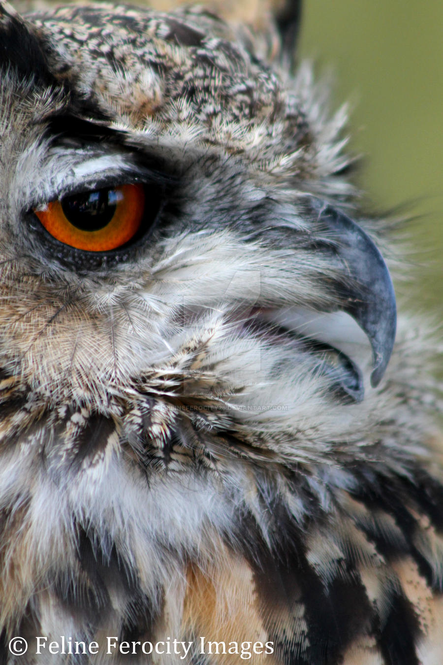 Eagle Owl Close Up