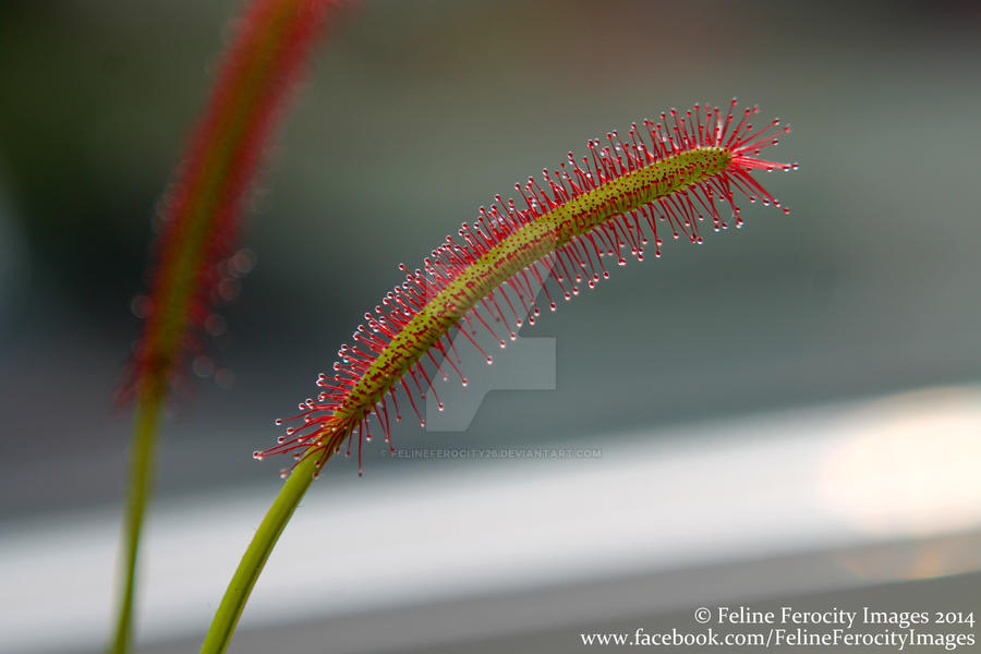 More Drosera Capensis