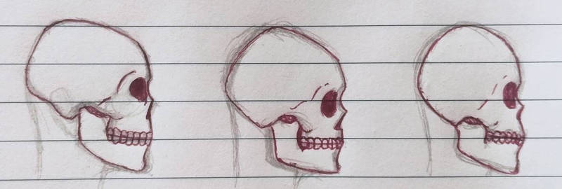 Three Skull Types Explore the Best Skull_types Art | DeviantArt