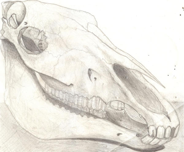 Horse Skull