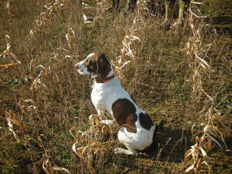 Old Danish Pointer