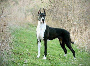 great dane lol