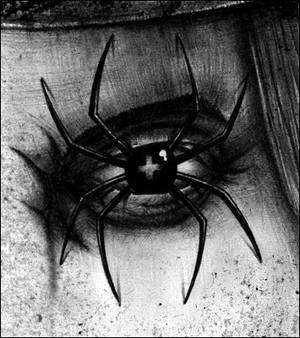 Spiders of my Eyes