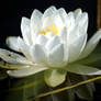 water lily III