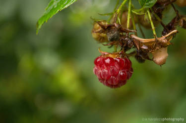 late summer treats from the backyard...