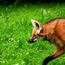 Maned Wolf 2