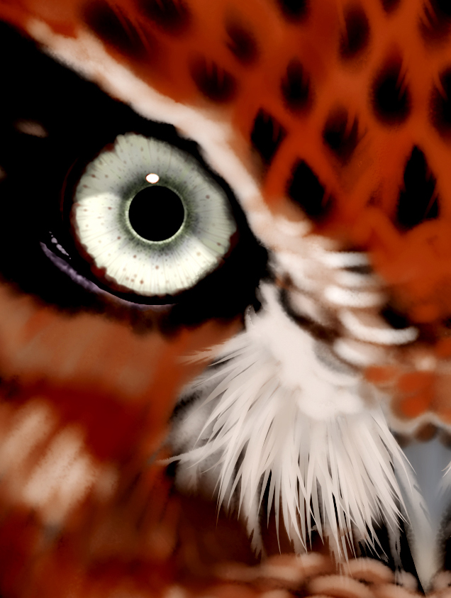 owl.closeup