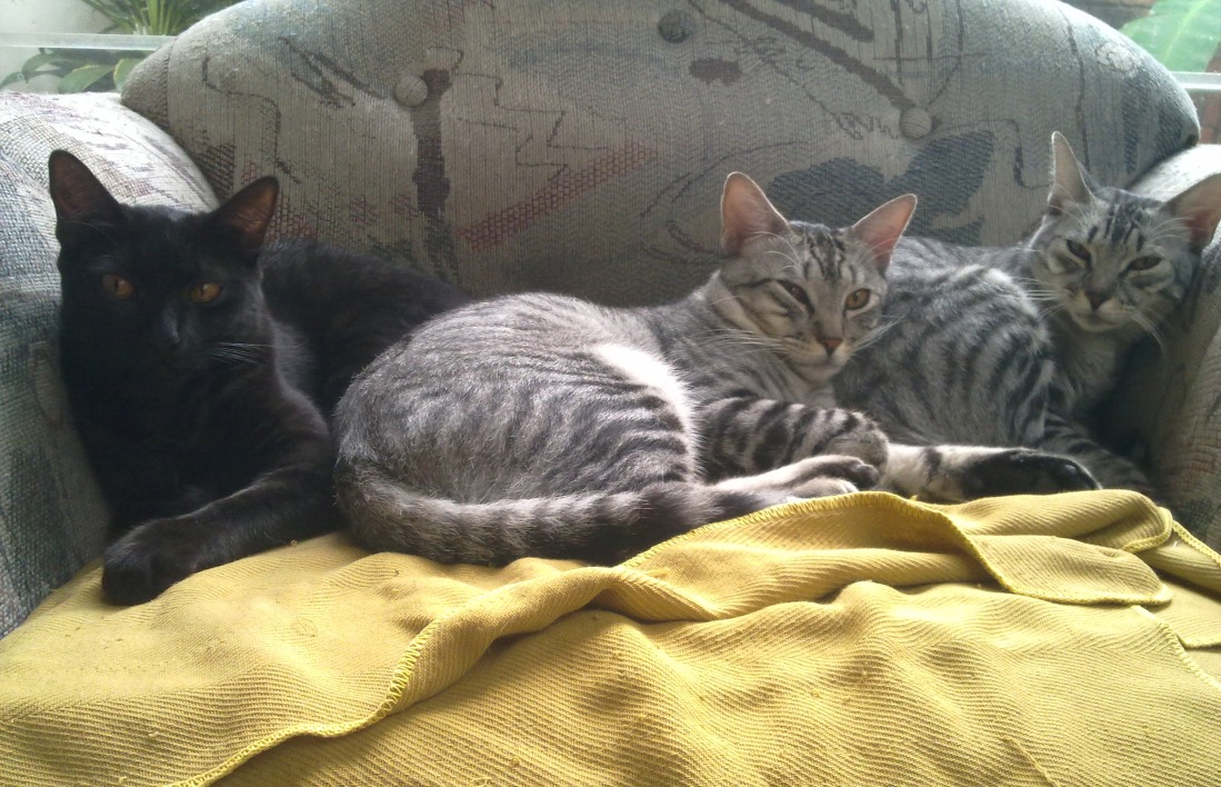 The Dark Brotherhood