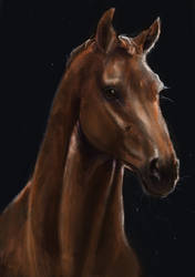 Horse Portrait study