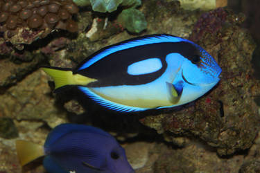 Powder Blue Tang