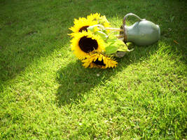 Sunflowers, sideways