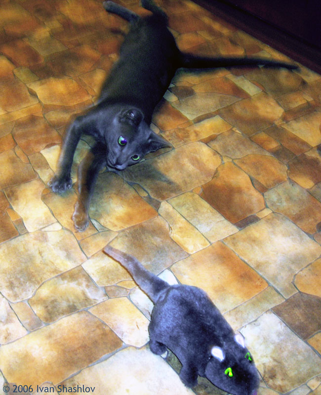 Lexus-cat and... hmmm... rat. by Defyz