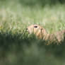 Prairie Dog