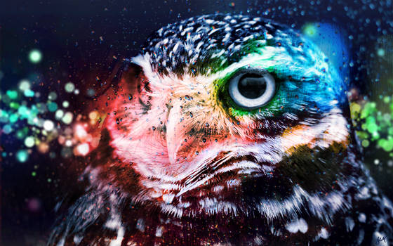 Bokeh Owl